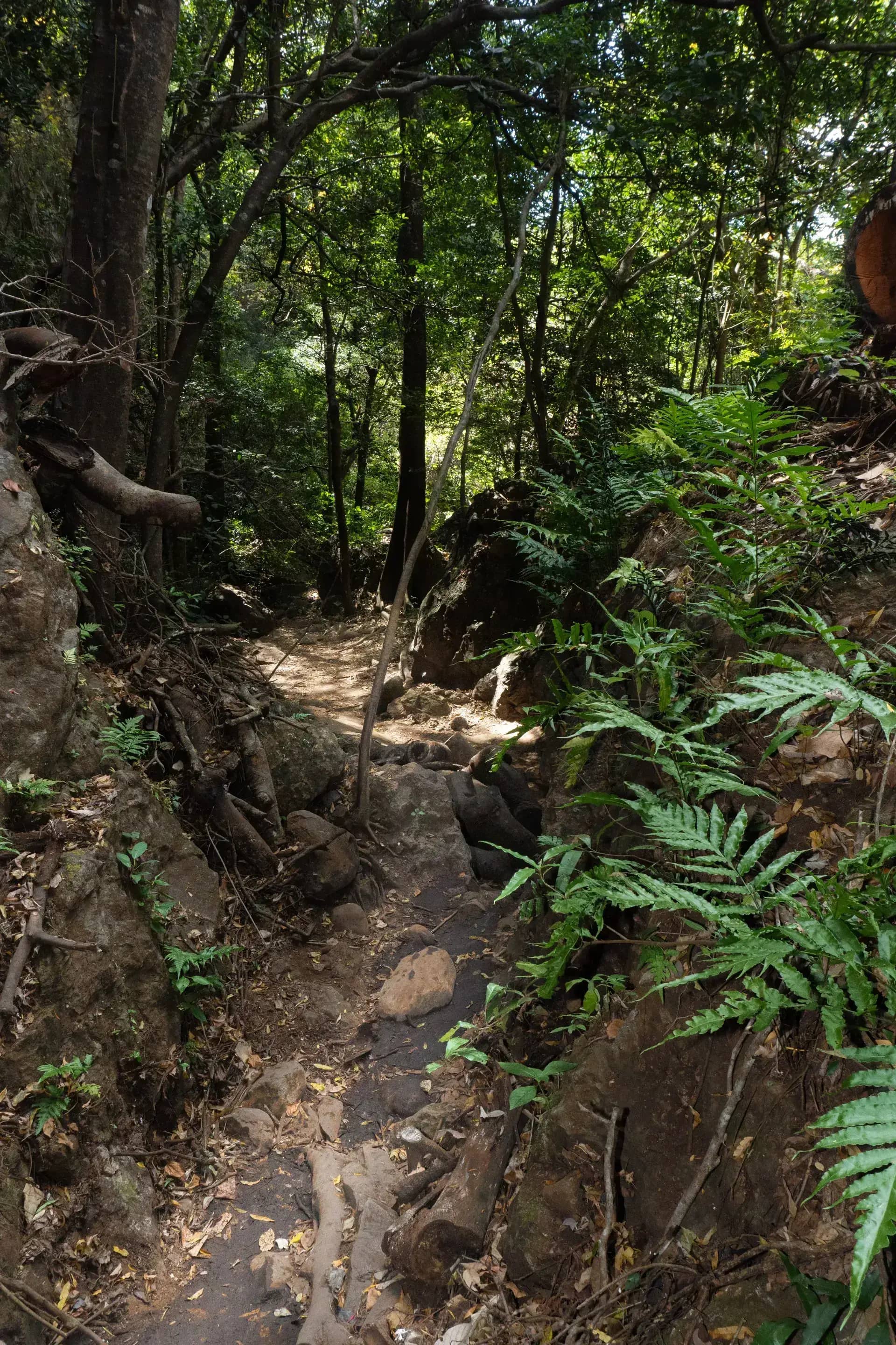 Guided ecotourism tours at Catarata La Leona — Liberia, Guanacaste, Costa Rica