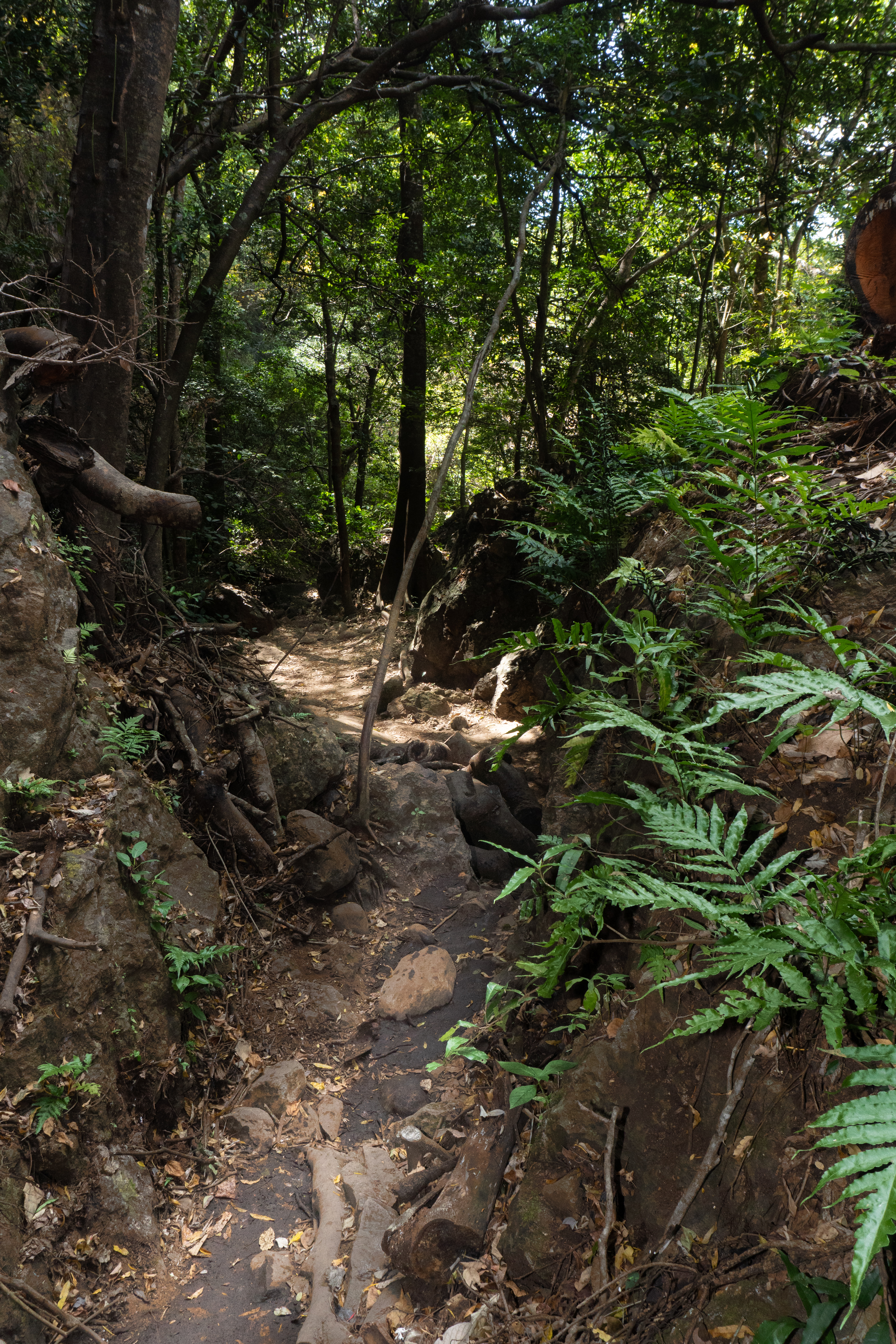 Caminata al Parque Nacional